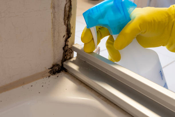 Best Mold Removal and Inspection  in Uintah, UT