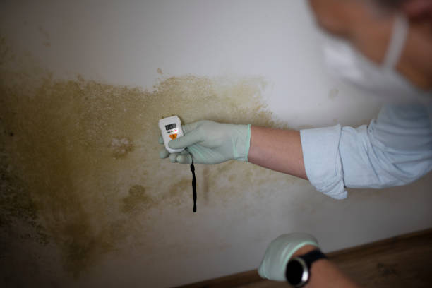 Best Mold Remediation Services  in Uintah, UT