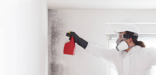 Best Mold Damage Repair  in Uintah, UT