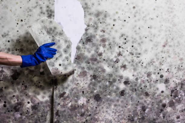 Best Crawl Space Mold Removal  in Uintah, UT