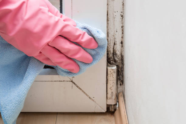 Best Office Mold Removal Services  in Uintah, UT