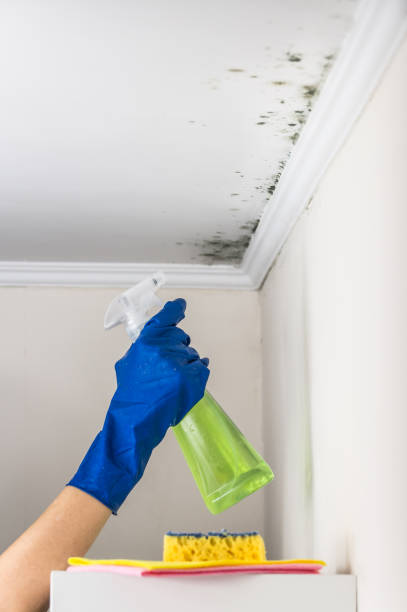Best Emergency Mold Removal  in Uintah, UT