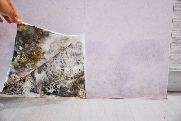 Professional Mold Removal in Uintah, UT